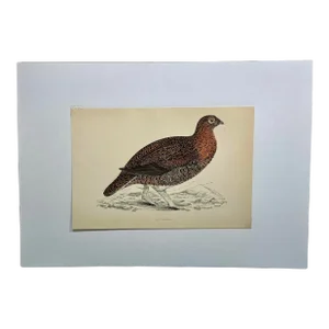 Antique Hand Colored Bird Print From England Showcasing a Red Grouse - Circa 1888