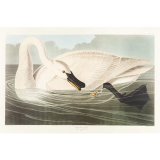 1980s The Abbeville Press Edition of the Trumpeter Swan (Plate 406) From the Birds of America by John James Audubon For Sale