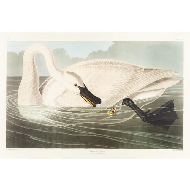 1980s The Abbeville Press Edition of the Trumpeter Swan (Plate 406) From the Birds of America by John James Audubon For Sale