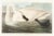 1980s The Abbeville Press Edition of the Trumpeter Swan (Plate 406) From the Birds of America by John James Audubon For Sale