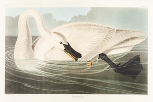 1980s The Abbeville Press Edition of the Trumpeter Swan (Plate 406) From the Birds of America by John James Audubon