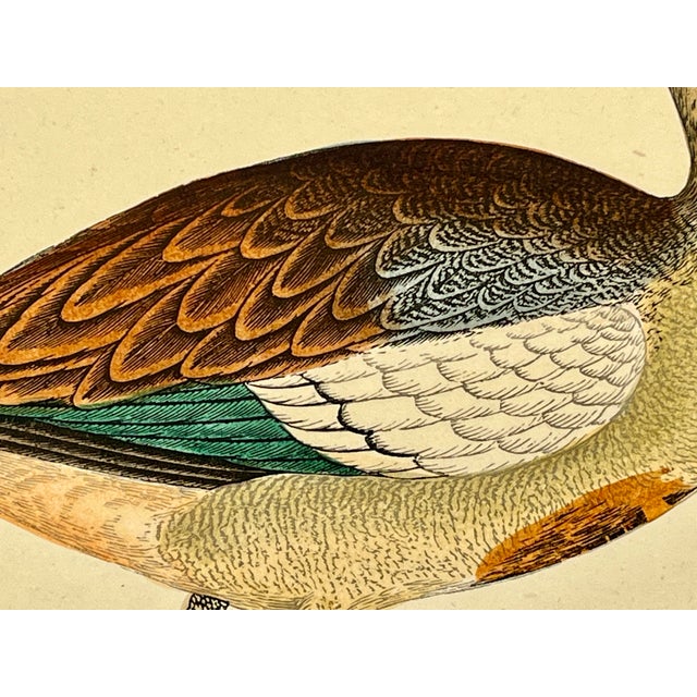 Antique Hand Tinted Bird Print From England Featuring an Egyptian Goose - Circa 1880 For Sale In Dallas - Image 6 of 12