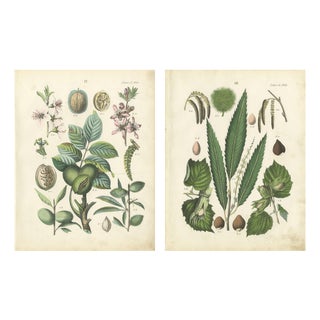 Dr. Calwer, Walnut and Chestnut, 1854, Chromolithographs on Paper, Set of 2 For Sale