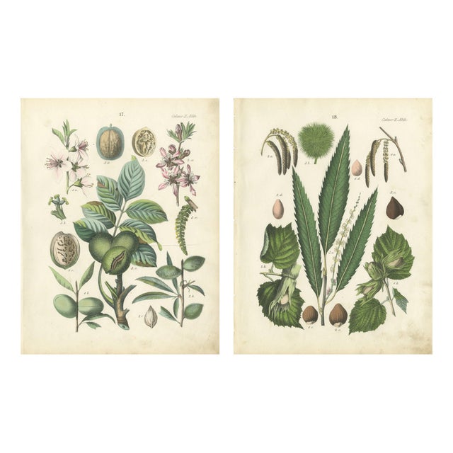 Dr. Calwer, Walnut and Chestnut, 1854, Chromolithographs on Paper, Set of 2 For Sale