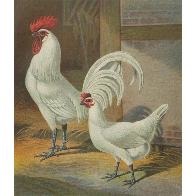 Christian Förster, The Distinguished Ramelsloher Chicken, 1888, Lithograph, Print For Sale - Image 4 of 10