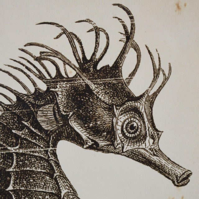Coastal Pair of Seahorse Vintage Art For Sale - Image 3 of 4