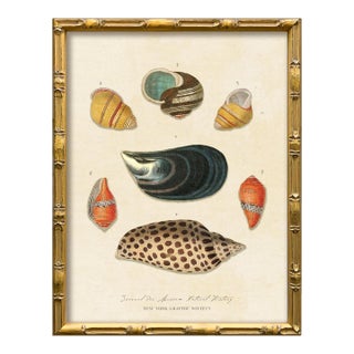Vintage Seashells Fine Art Reproduction Print (4), Framed For Sale