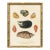 Vintage Seashells Fine Art Reproduction Print (4), Framed For Sale