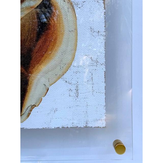 Not Yet Made - Made To Order Golden Conch Shell - Hand-Executed Textured Wall Art | Michele Stone Collection For Sale - Image 5 of 8
