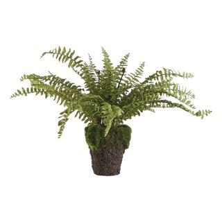 Boston Fern Drop-In 16" For Sale