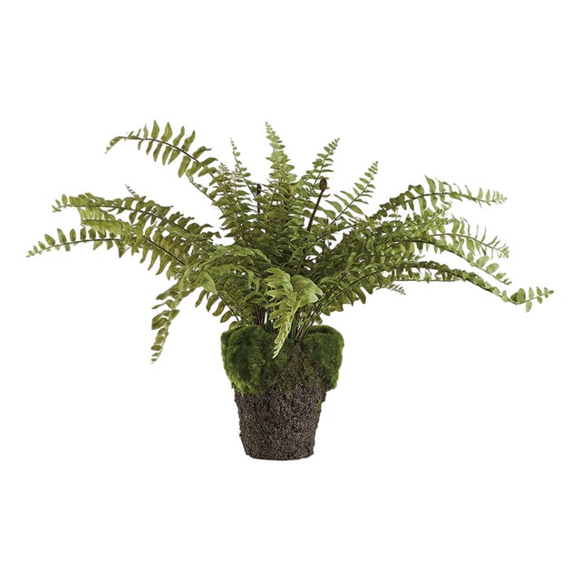Boston Fern Drop-In 16" For Sale
