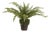 Boston Fern Drop-In 16" For Sale