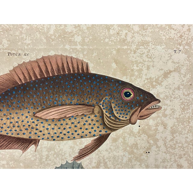 Brown Mark Catesby Engraving, "Coney Fish and Cottonwick" For Sale - Image 8 of 10