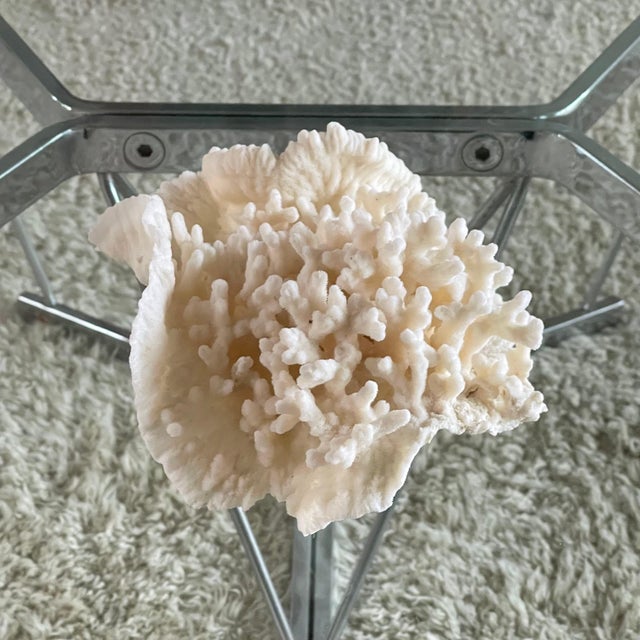 Shell Vintage Natural Merulina White Coral Specimen For Sale - Image 7 of 13