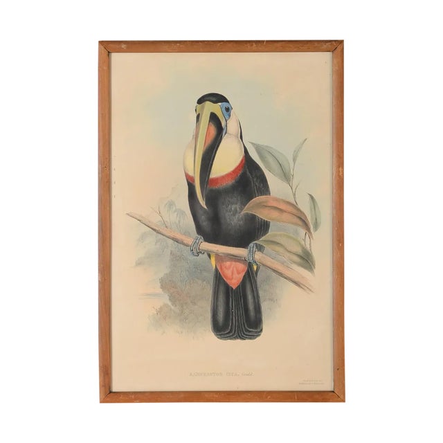 John Gould "Ramphatos Inca-Toucan" Bird Litho. For Sale