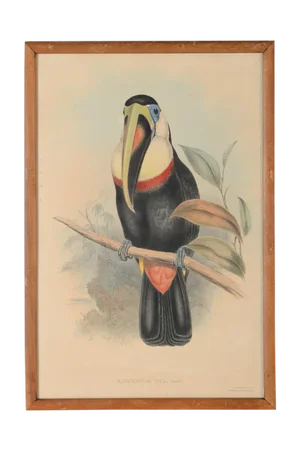 John Gould "Ramphatos Inca-Toucan" Bird Litho.