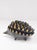 1950s Black Brass Hedgehog Set by Walter Bosse, 1950s, Set of 6 For Sale - Image 5 of 5