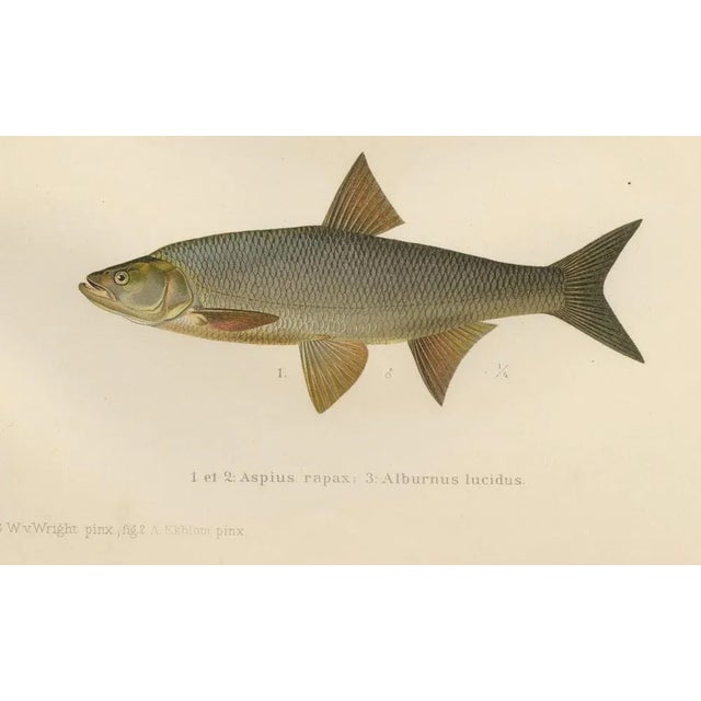 Asp and Bleak, 1895, Paper For Sale - Image 4 of 10