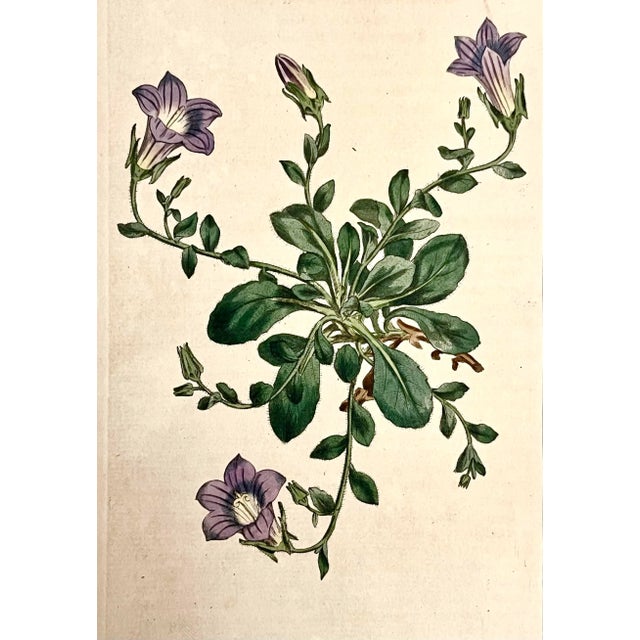 Antique Original Hand Colored Curtis Floral Botanical Etching C. 1798 For Sale - Image 4 of 4