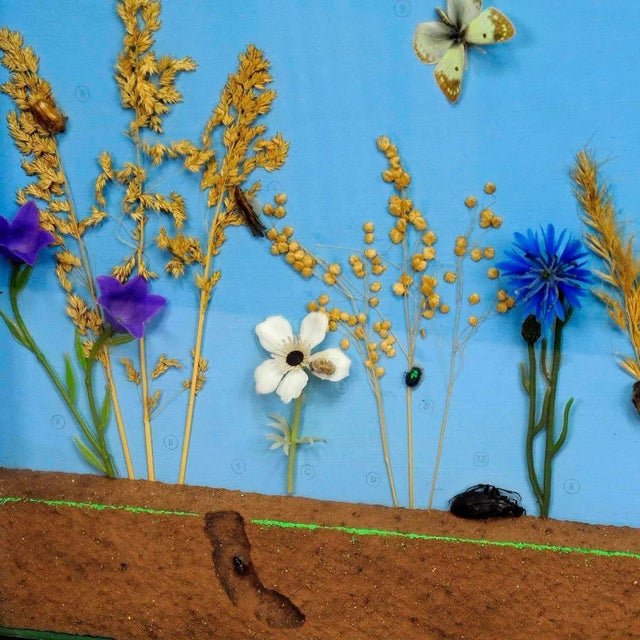 1960s Vintage School Teaching Display of the Insects of the Grassland For Sale - Image 5 of 7