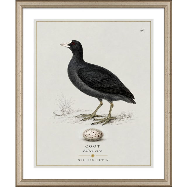 Paper William Lewin 1789 Waterbirds Fine Art Gallery Board Print - The Coot For Sale - Image 7 of 12