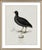 Paper William Lewin 1789 Waterbirds Fine Art Gallery Board Print - The Coot For Sale - Image 7 of 12