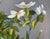 Here George focuses on yet another of his garden obsessions--the beautiful waxy petaled Camelia. The artist gathers the...
