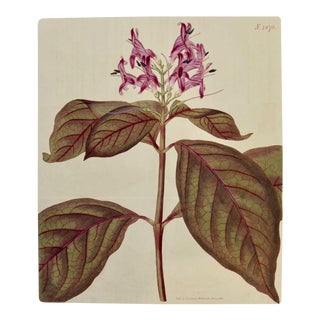 Flowering Justica Plant: A 19th C. Hand-Colored Botanical Engraving by Curtis, 1816 For Sale
