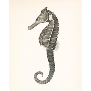 Reproduction Capricorn Press Seahorse Print For Sale