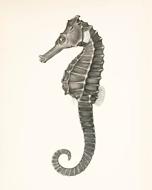 Reproduction Capricorn Press Seahorse Print