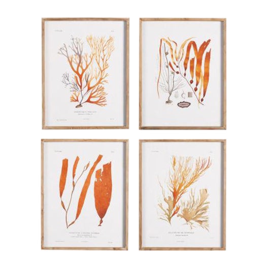 Kenneth Ludwig Chicago Coral Reef Study, Framed - Set of 4 For Sale