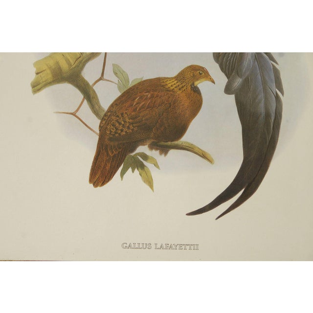 Vintage Ornithological Print, 'Gallus Lafayettii' For Sale - Image 10 of 12