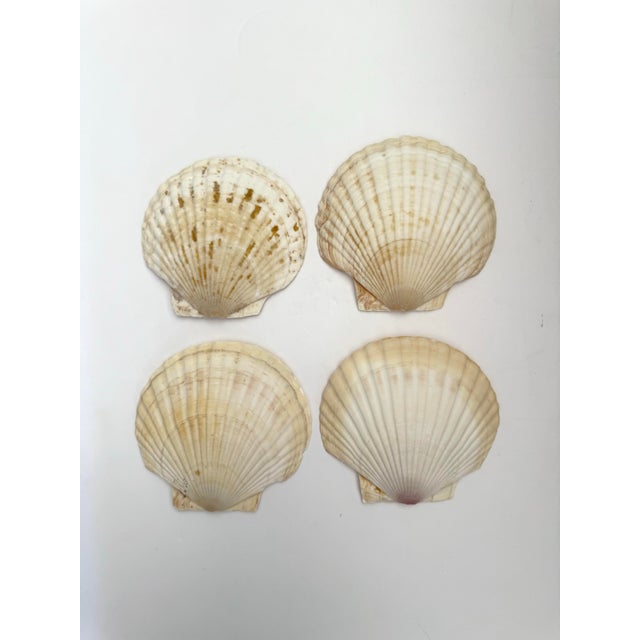 1980s Sea Shell Appetizer Plates - Set of 7 For Sale In Chicago - Image 6 of 7