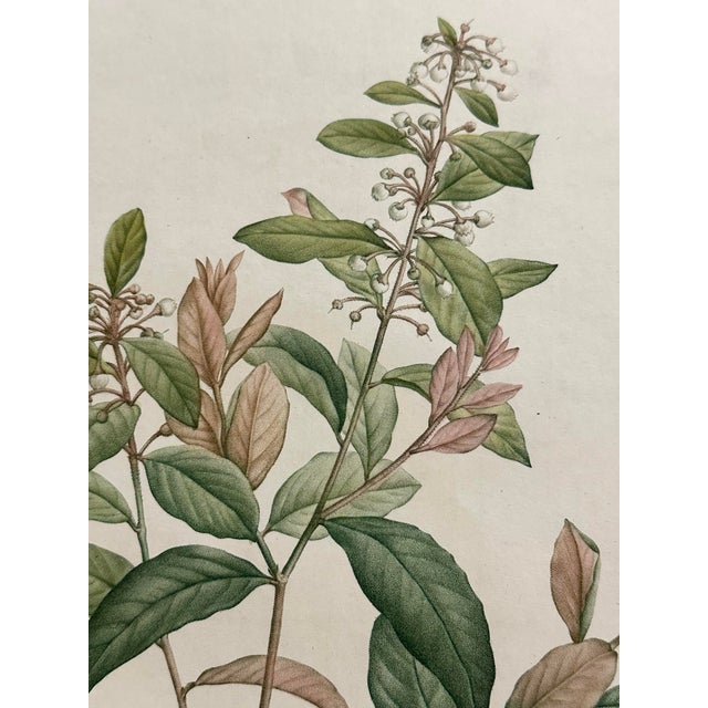 Illustration French Botanical Print 'Andromeda Ferrugineal' of Le Jardin De Malmaison, Pierre Joseph Redouté For Sale - Image 3 of 6
