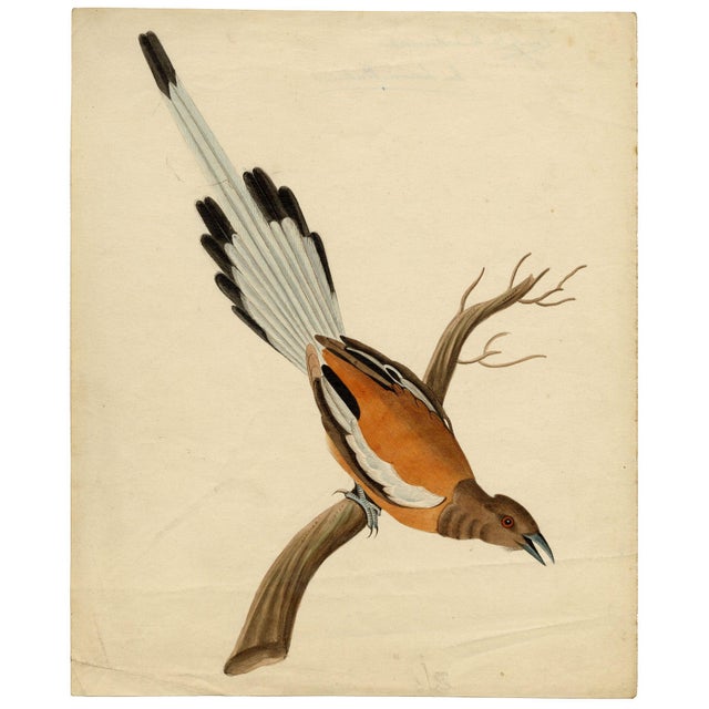 Indian Company School Artist, Indian Bird, 18th Century, Watercolor, Set of 8 For Sale - Image 18 of 18