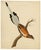 Indian Company School Artist, Indian Bird, 18th Century, Watercolor, Set of 8 For Sale - Image 18 of 18