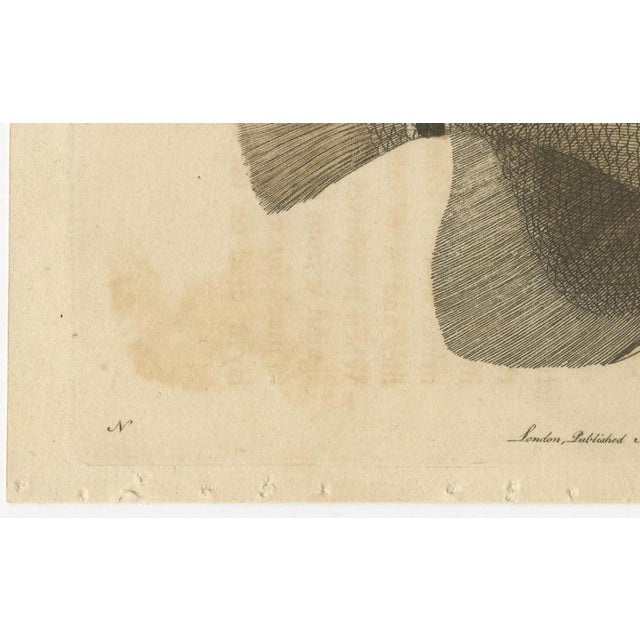 Long-Nosed Surgeonfish, 1794, Print on Paper For Sale - Image 3 of 12