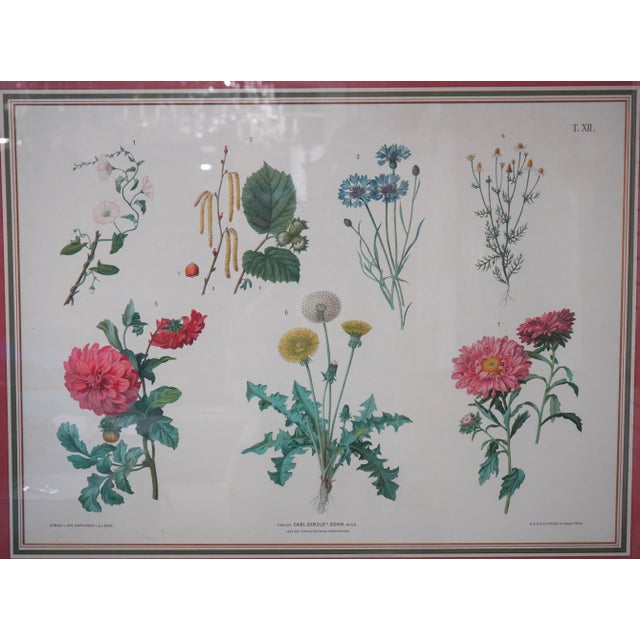 Traditional Pair of Large Floral Botanical German Color Engravings For Sale - Image 3 of 16