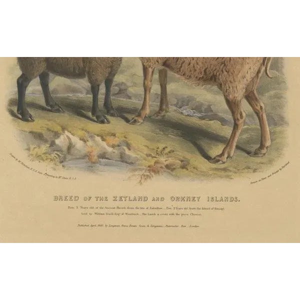 Fairland after W. Nicholson, Ewe, Ram and Lamb of the Zetland and Orkney Islands, 1842, Lithograph For Sale - Image 3 of 6