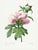 Peony by Pierre-Joseph Redouté, Vintage Botanical Art Print, 24" X 32" For Sale