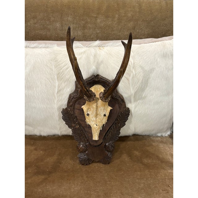 Brown Antique Black Forest Roe Deer Trophy Antler Mount - (#3 of 3 Individual Mounts Listed) For Sale - Image 8 of 12