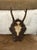 Brown Antique Black Forest Roe Deer Trophy Antler Mount - (#3 of 3 Individual Mounts Listed) For Sale - Image 8 of 12