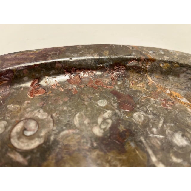 RARE Stone Fossil Plate Orthoceras Sea Shell Polished Brown Ammonite. Aprox. dimensions: 11.5" x 7.5" Very good original...