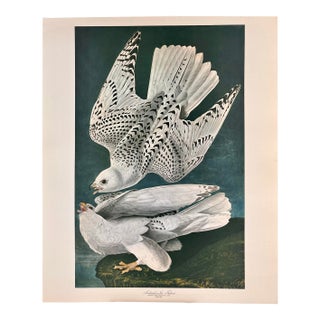 1964 Audubon Folio Lithograph Great Bird Paintings – “Iceland or Tee Falcon” 17x14 For Sale