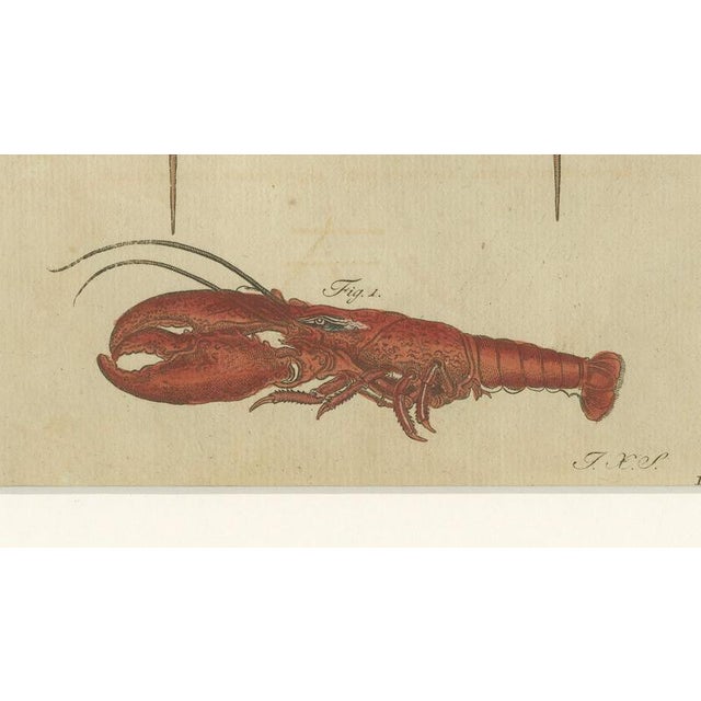 Antique Lobster Crab and Horseshoe Crab Engraving by Bertuch, 1792 For Sale - Image 4 of 9