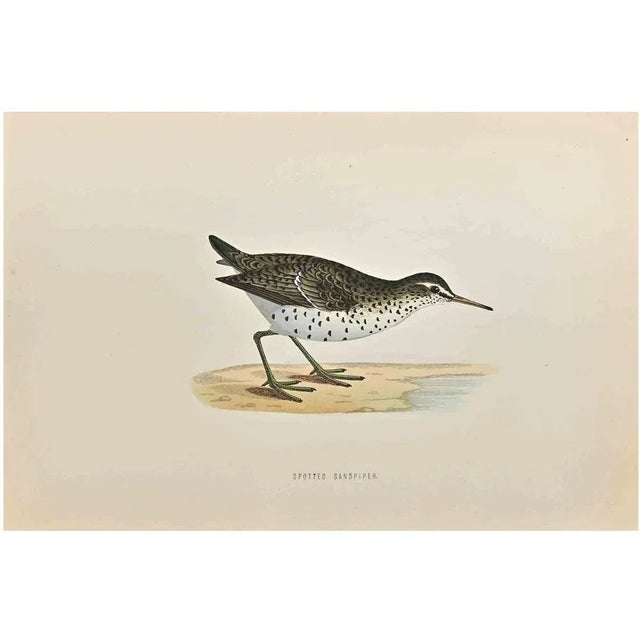 Spotted Sandpioer is a modern artwork realized in 1870 by the British artist Alexander Francis Lydon (1836-1917). Woodcut...