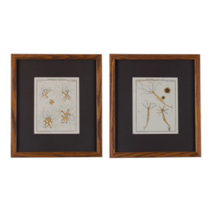 Historiae Polyporum by Rösel Von Rosenhof c.1755- A Pair