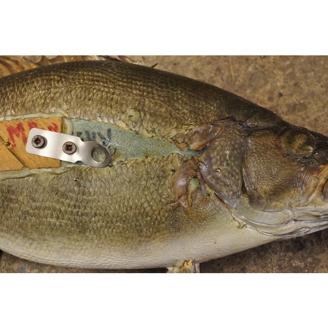 Vintage Smallmouth Bass Fish Wall Mount Taxidermy Real Skin Fishing Wall Decor For Sale - Image 10 of 11