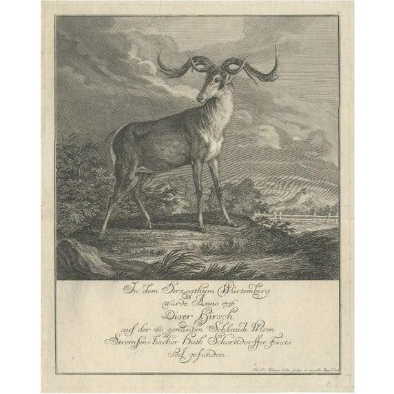 Johann Elias Ridinger, Engraving of a Deer, 1745, Paper For Sale