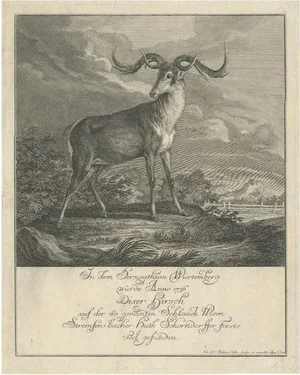 Johann Elias Ridinger, Engraving of a Deer, 1745, Paper